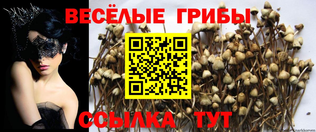 Галлюциногенные грибы мицелий  Псилоцибиновые грибы прущие грибы  Подольск  Вход с VPN 